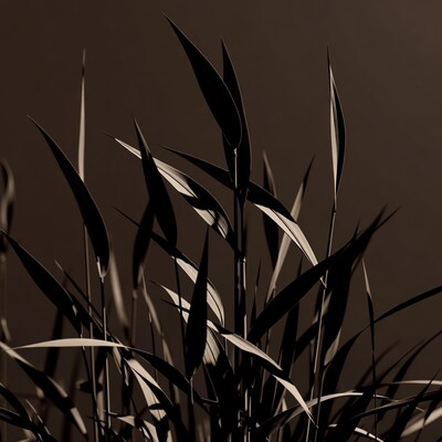 Tall grass blades silhouette