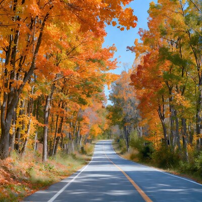 Autumn Road Through Orange Forest