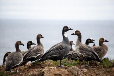 Group of Nene Geese on Coastal Cliff