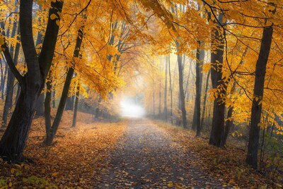 Autumn Forest Path in Fog