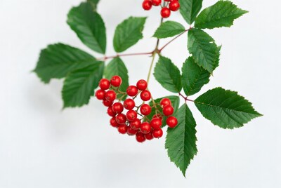 Red Berries on Green Leaves