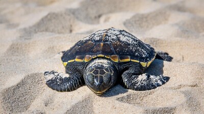 Baby sea turtle on beach sand