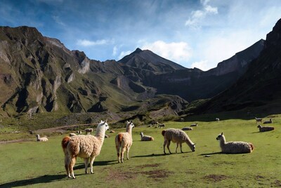 Llamas grazing in Andean mountains