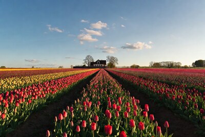 Tulip Fields with Black House