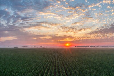 Sunrise over Cornfield with Fog