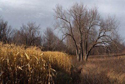 Golden cornfield with bare trees