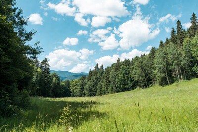 Mountain Meadow with Pine Forest
