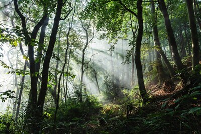 Sunbeams through dense green forest