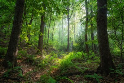 Sunlit Lush Green Forest Path