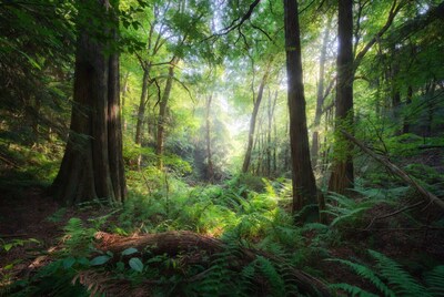Sunlit Redwood Forest with Ferns