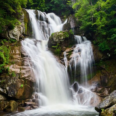 Majestic waterfall cascading in lush forest