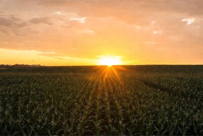 Sunset over cornfield