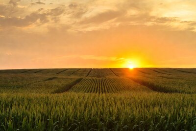 Corn Field Sunset with Rows