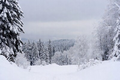 Snowy Pine Forest Landscape