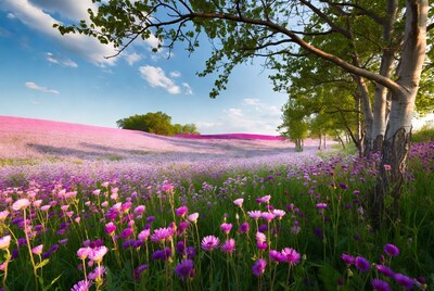 Purple Flower Field with Trees