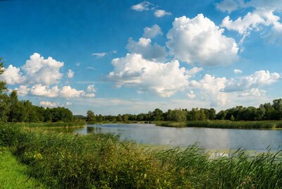 Reed-lined Lake with Blue Sky