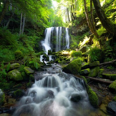Waterfall in Lush Green Forest