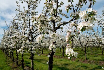 White Cherry Blossom Orchard