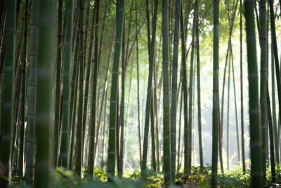 Lush Bamboo Forest with Sunlight