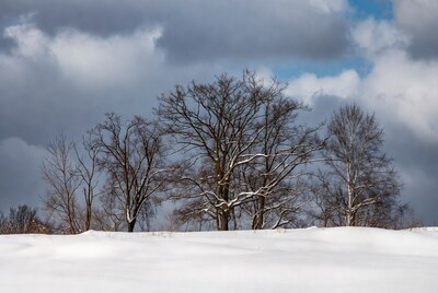 Bare Trees on Snowy Hill Under Cloudy Sky