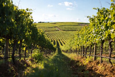 Vineyard Rows in Sunny Hills