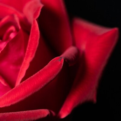 Red Rose Closeup on Black Background