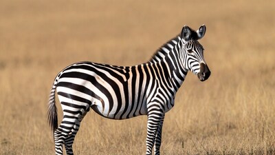 Zebra standing in dry grass