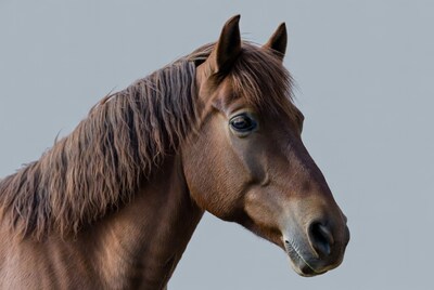 Bay horse head profile view