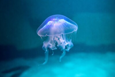 Glowing Jellyfish in Deep Blue Water