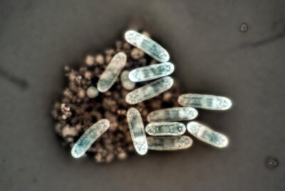 Bacillus Bacteria Under Microscope