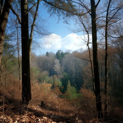 Forest with Tall Trees and Blue Sky