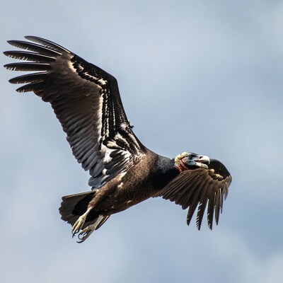 Andean Condor Flying in Sky