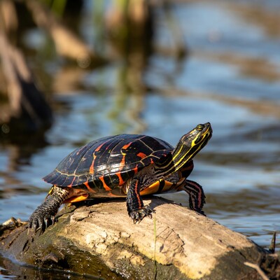 Red-eared slider turtle on log