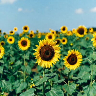 Sunflower Field Under Blue Sky