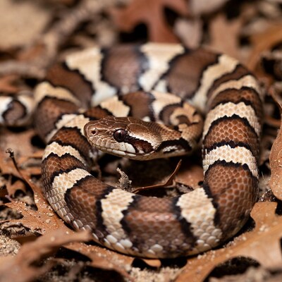 Milk Snake on Autumn Leaves