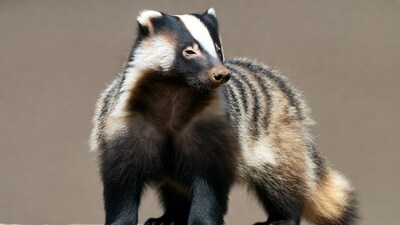 Badger standing on isolated background