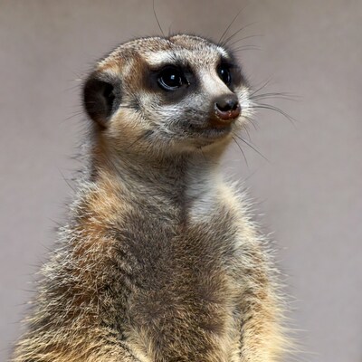 Meerkat standing on isolated background