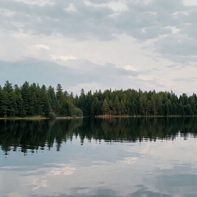 Pine Forest Reflected in Calm Lake