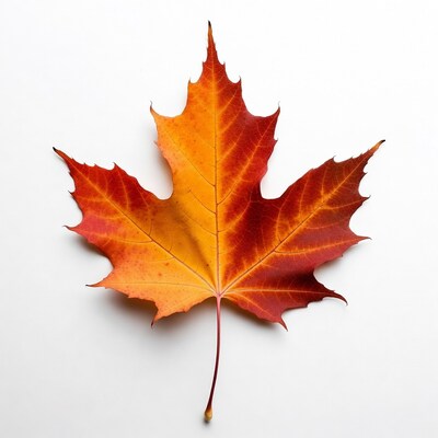 Autumn Maple Leaf on White Background