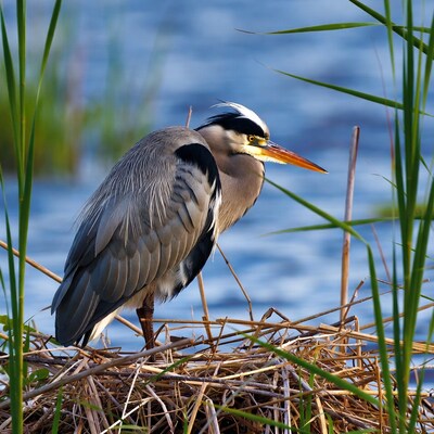 Great Blue Heron on Nest