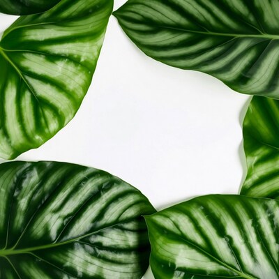 Green leaves frame on white background