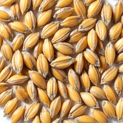 Barley Grains on White Background