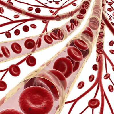 Blood Vessels with Red Blood Cells