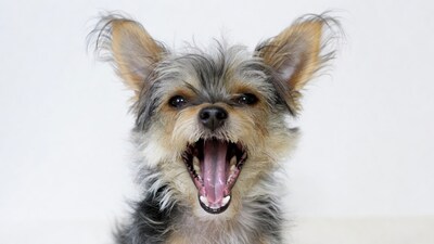 Yorkie dog barking with open mouth