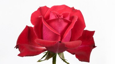 Red Rose on White Background