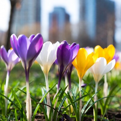 Colorful crocuses with city skyline