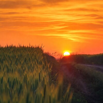 Sunset over wheat field path