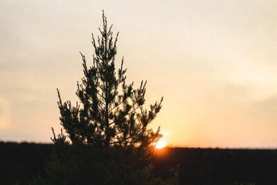 Pine tree silhouette at sunset