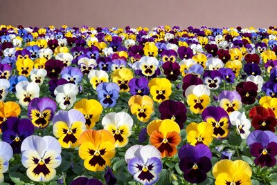 Colorful Pansy Flowers on Pink Background