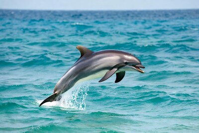 Dolphin jumping from ocean